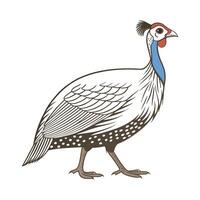 Elegant Guinea Fowl Realistic Color Illustration vector