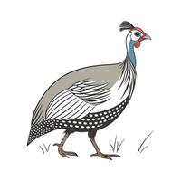 Charming Guinea Fowl in Realistic Colors vector