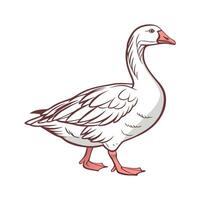 Elegant Goose Realistic Color Illustration vector