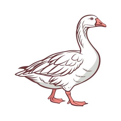 Elegant Goose Realistic Color Illustration