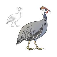 Charming Outline Guinea Fowl Color Illustration vector