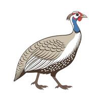 Captivating Guinea Fowl in Beautiful Realistic Colors vector