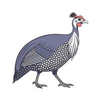 Elegant Outline of Realistic Guinea Fowl vector