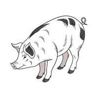 Elegant Hampshire Pig Realistic Color Art vector