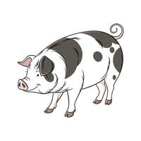 Stylish Realistic Color Illustration of Hampshire Pig vector