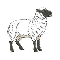 Captivating Hampshire Sheep in Beautiful Colors vector