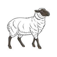 Elegant Hampshire Sheep in Realistic Colors vector