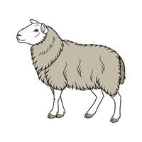 Elegant Realistic Color Illustration of Herdwick Sheep vector