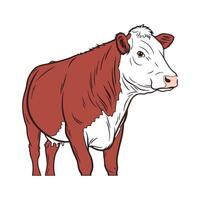 Stunning Hereford Cow Color Illustration Artwork vector