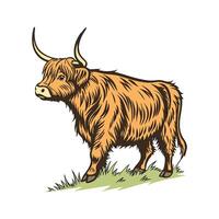 Beautiful Highland Cow Color Illustration with Outlines vector