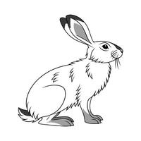 Delightful Himalayan Rabbit Color Illustration Art vector