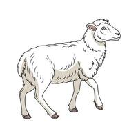 Vivid Katahdin Sheep Color Illustration with Dynamic Design vector