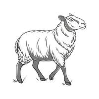 Dynamic Katahdin Sheep Color Illustration with Realistic Touch vector
