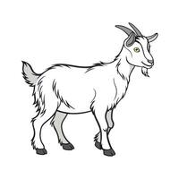 Charming Kiko Goat Color Illustration with Outlines vector