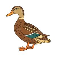 Distinctive Khaki Campbell Duck Realistic Color Illustration vector