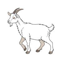 Vivid Kiko Goat Realistic Color Illustration with Defined Edges vector