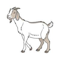 Stylish LaMancha Goat Realistic Color Illustration Design vector
