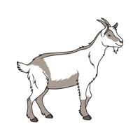 Vivid LaMancha Goat Color Illustration with Realistic Features vector