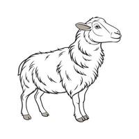 Engaging Lincoln Sheep Color Illustration with Realistic Touch vector