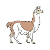 Vibrant Llama Realistic Color Illustration on White Background vector