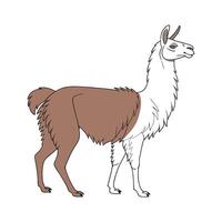Lovely Llama Illustration with Realistic Colors and Style vector