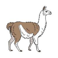 Vivid Llama Realistic Color Illustration with Outlines vector