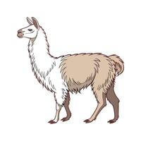 Elegant Llama Realistic Color Illustration on White Background vector