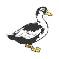 Distinctive Magpie Duck Realistic Color Illustration vector