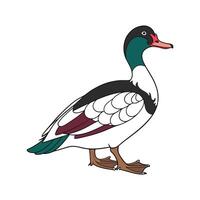 Delightful Magpie Duck Color Illustration with Realistic Features vector