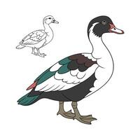 Vibrant Magpie Duck Realistic Color Illustration with Detail vector