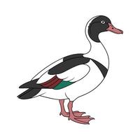 Charming Magpie Duck Realistic Color Illustration with Detail vector