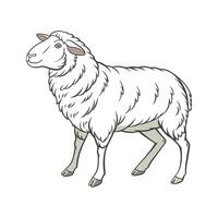 Lovely Merino Sheep Realistic Color Illustration vector
