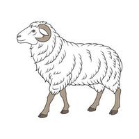 Engaging Merino Sheep Color Illustration with Realistic Detail vector