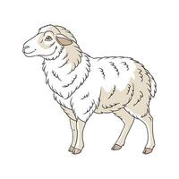 Creative Merino Sheep Realistic Color Illustration vector