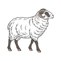 Vibrant Merino Sheep Color Illustration with Realistic Touch vector