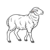Beautiful Merino Sheep Realistic Color Illustration vector
