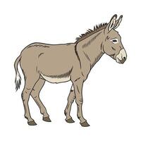 Vivid Mule Realistic Color Illustration on Clean Background vector