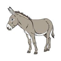 Engaging Mule Realistic Color Illustration on White vector