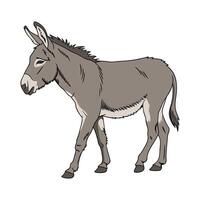 Lovely Mule Color Illustration on a White Background vector