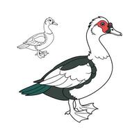 Engaging Muscovy Duck Realistic Color Illustration Art vector