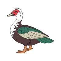 Charming Muscovy Duck Realistic Color Illustration vector