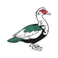 Vivid Muscovy Duck Color Illustration with Realistic Features vector