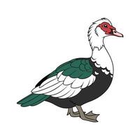 Creative Muscovy Duck Realistic Color Illustration vector