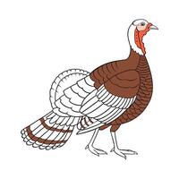 Dynamic Narragansett Turkey Realistic Color Illustration vector