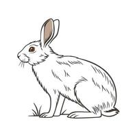 Dynamic New Zealand Rabbit Realistic Color Illustration vector