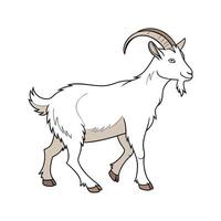 Distinct Nigerian Dwarf Goat Realistic Color Illustration vector