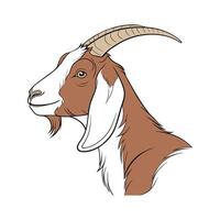 Beautiful Nubian Goat Realistic Color Illustration with Outlines vector