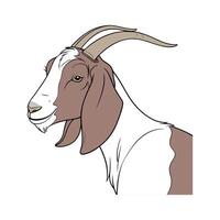Creative Nubian Goat Realistic Color Illustration with Outlines vector