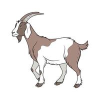 Charming Nubian Goat Realistic Color Illustration with Detail vector