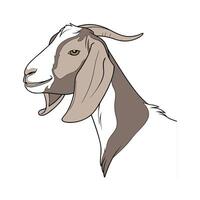 Charming Nubian Goat Realistic Color Illustration with Outlines vector